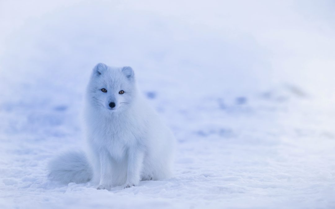 iceland, arctic fox, fox